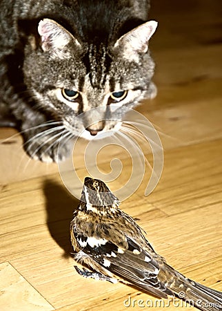 UN GRAND MOMENT DE SOLITUDE dans ANIMAUX chat-et-oiseau-de-danger-thumb11256797