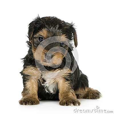 chiots-de-chien-terrier-de-yorkshire-1-mois--thumb4736767 dans CHIEN