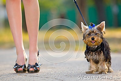 Femme Avec Le Chien Terrier Minuscule Images libres de droits - Image: 8372809