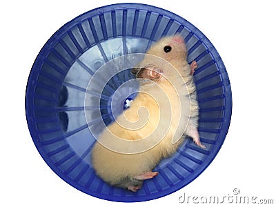 hamster-dans-une-roue-thumb3314293.jpg