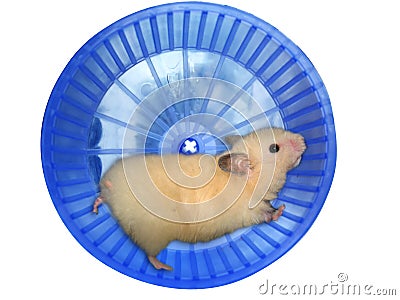 Le syndrome du hamster dans Communauté spirituelle hamster-dans-une-roue-thumb3314299