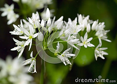 http://fr.dreamstime.com/l-ail-sauvage-fleurit-au-printemps-charg-eacute-avec-la-ros-eacutee-thumb1179121.jpg
