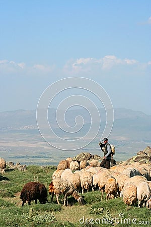 Moutons et berger