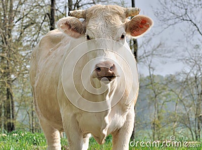 Vache et environnement  dans VACHE - BOEUF.... visage-de-vache-du-charolais-thumb19451505